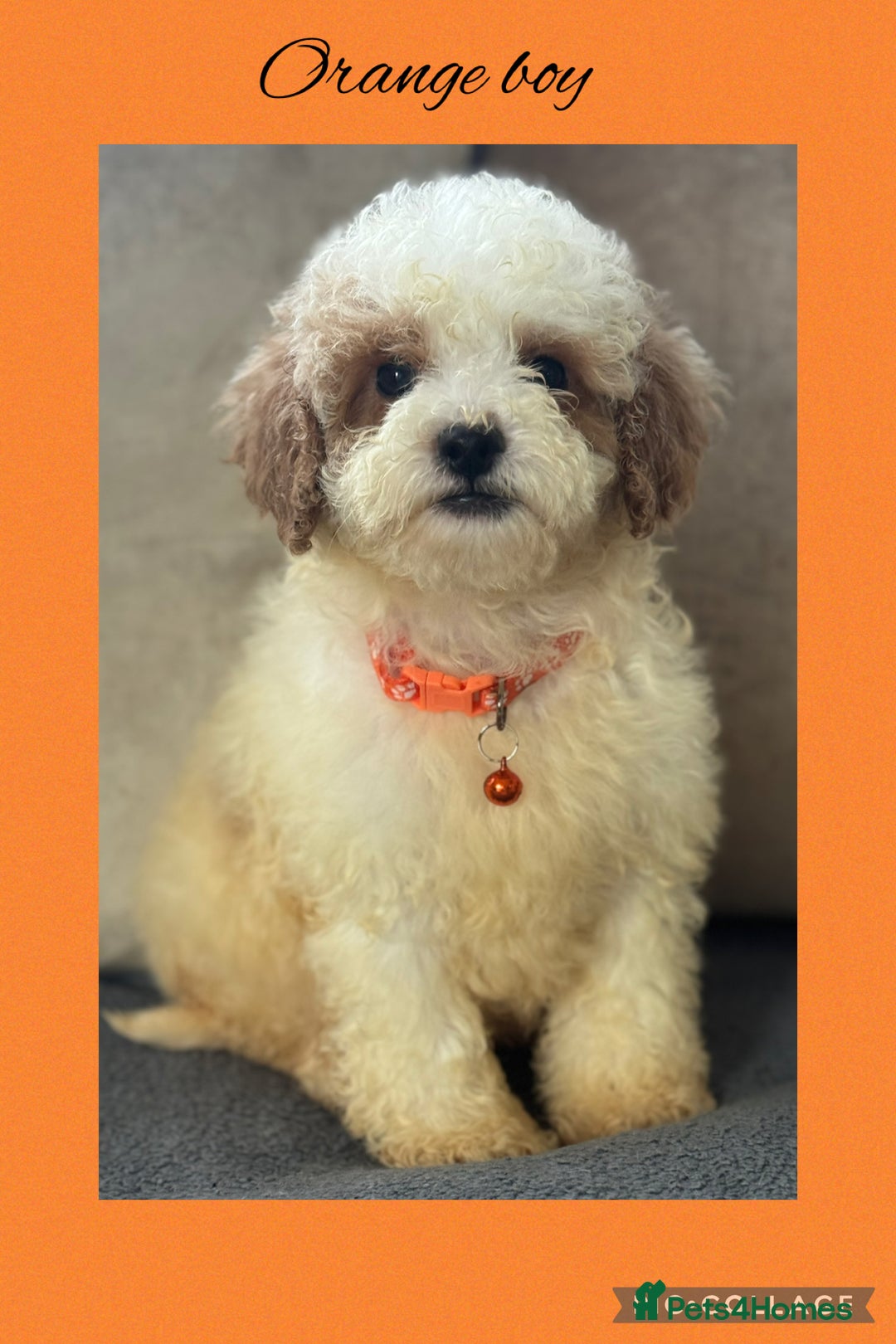 Cavachon dogs for sale: Amazing Cavapoochons  - Image 6