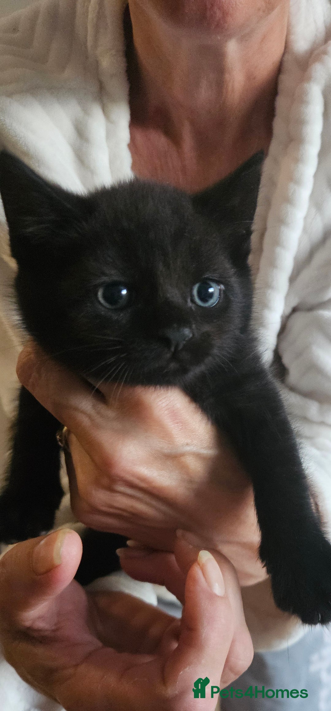 Maine Coon cats for sale: Half maine coon kittens - Image 1
