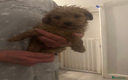 Toy Poodle dogs for sale: Toy poodle puppy for sale  - Image 5