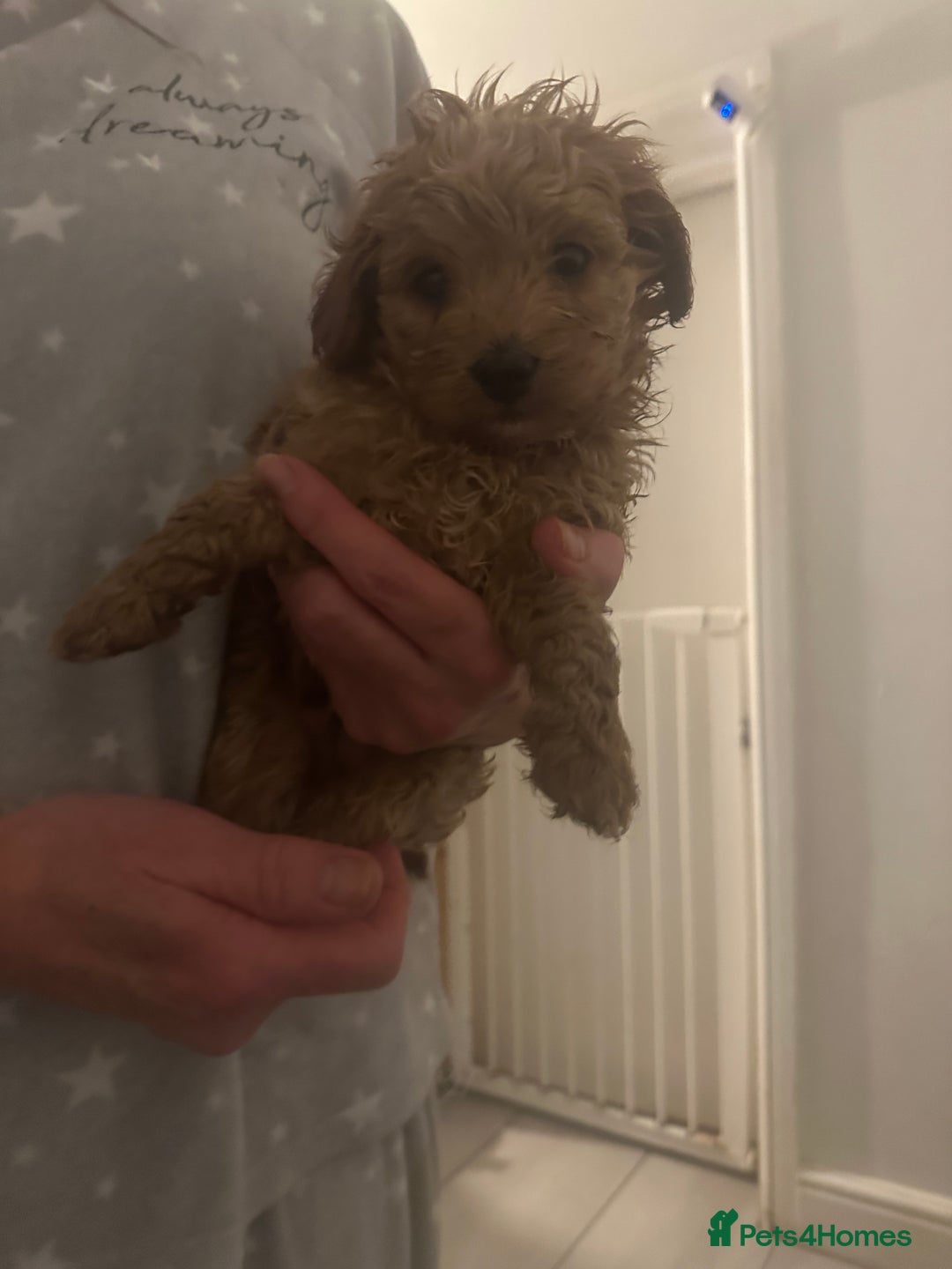 Toy Poodle dogs for sale: Toy poodle puppy for sale  - Image 5