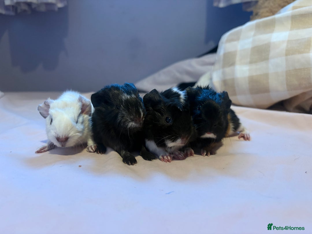 Guinea Pig rodents for sale: Beautiful baby guniea pig for sale Girls & Boys - Advert 14