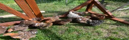 Chickens poultry for sale: Frizzle - pekin bantam pullets - Advert 6