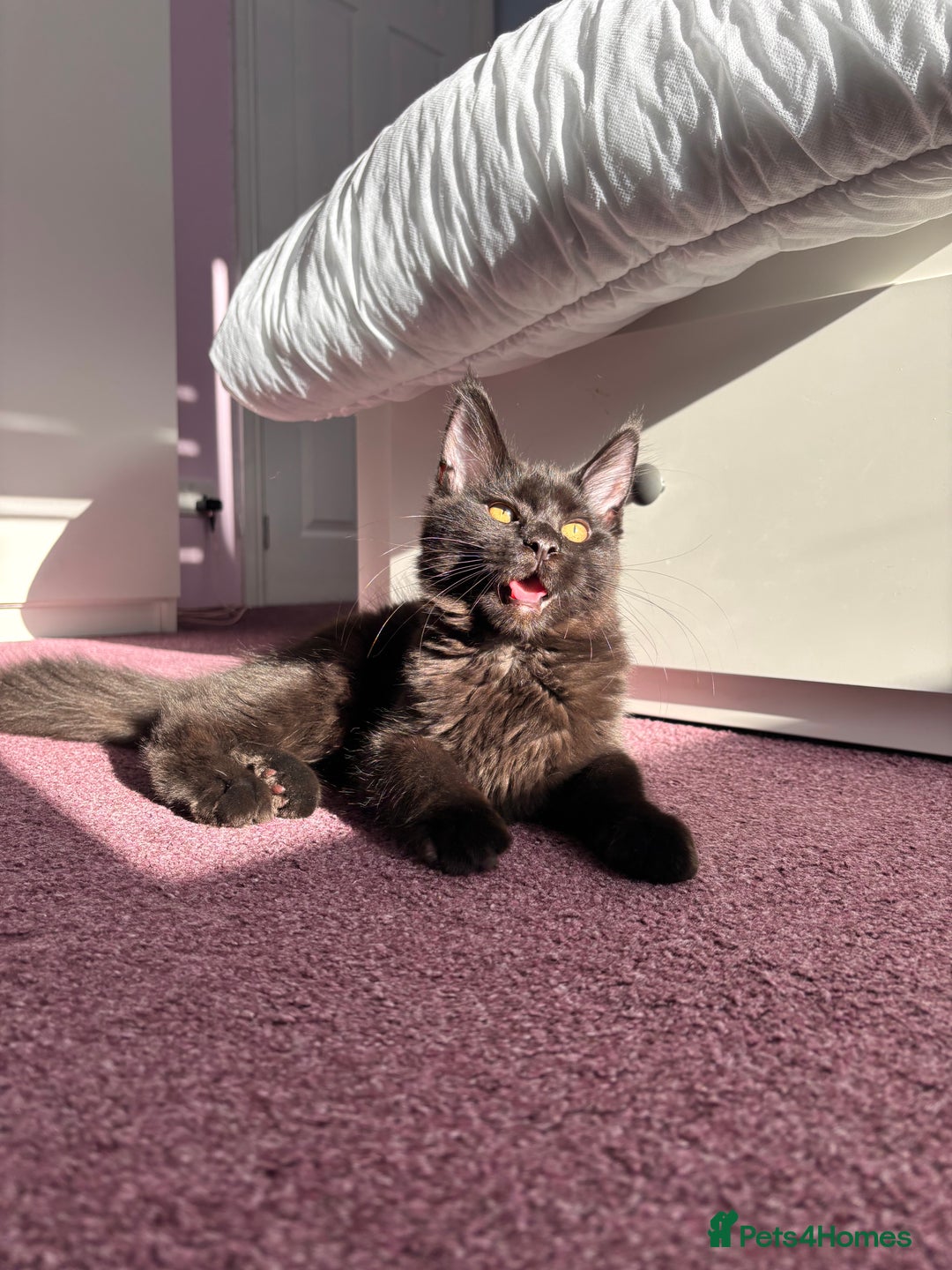Maine Coon cats for sale: ✨2 GCCF Females Ready to go!✨ - Advert 3