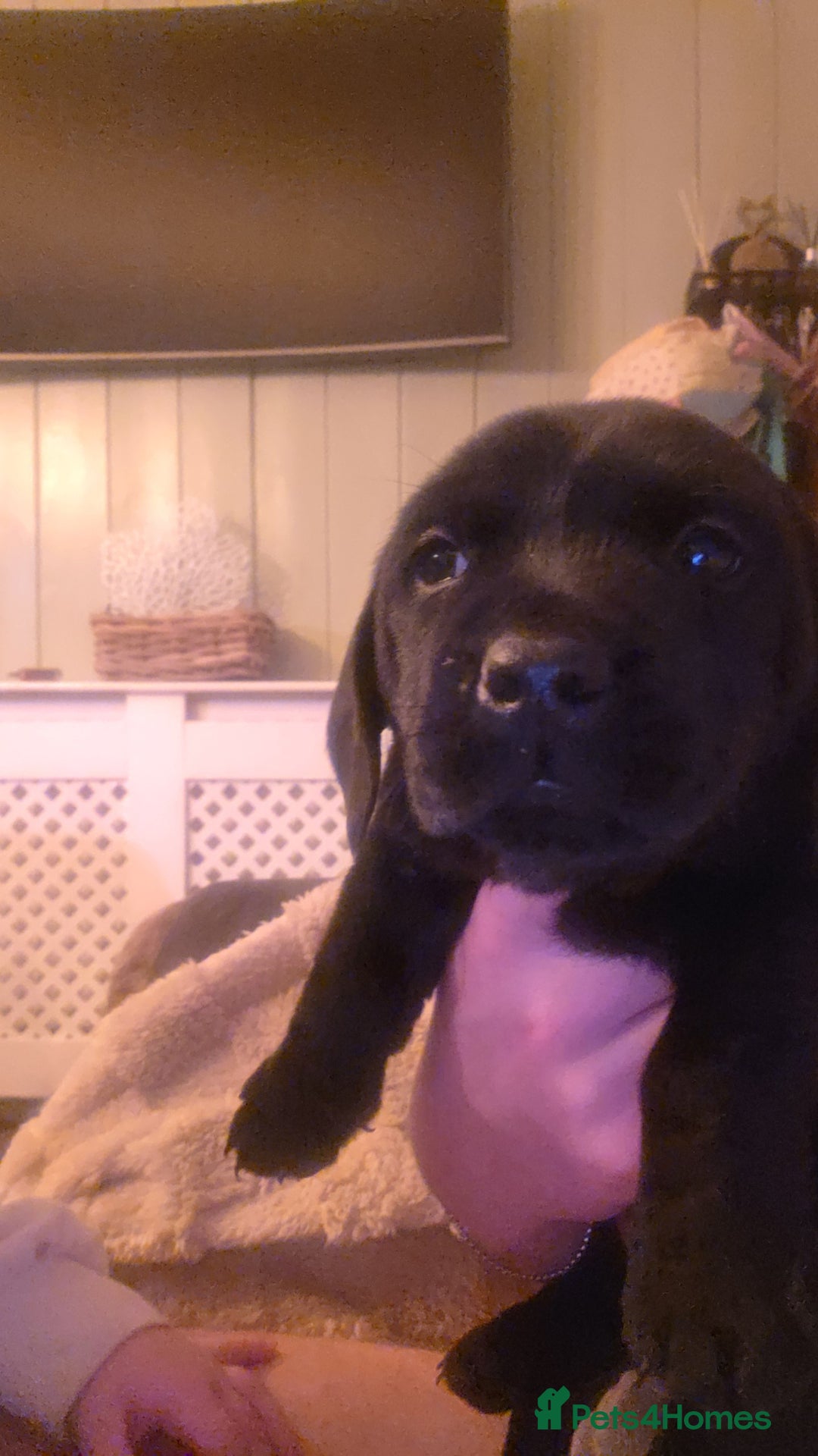 Mixed Breed dogs for sale: Dashador puppies  - Advert 10