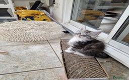Maine Coon cats for sale: Beautiful maine coon kittens  - Image 18