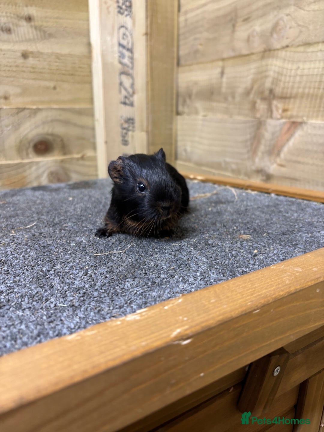 Guinea Pig rodents for sale: Pair of sows or neutered boar and sow - Advert 5
