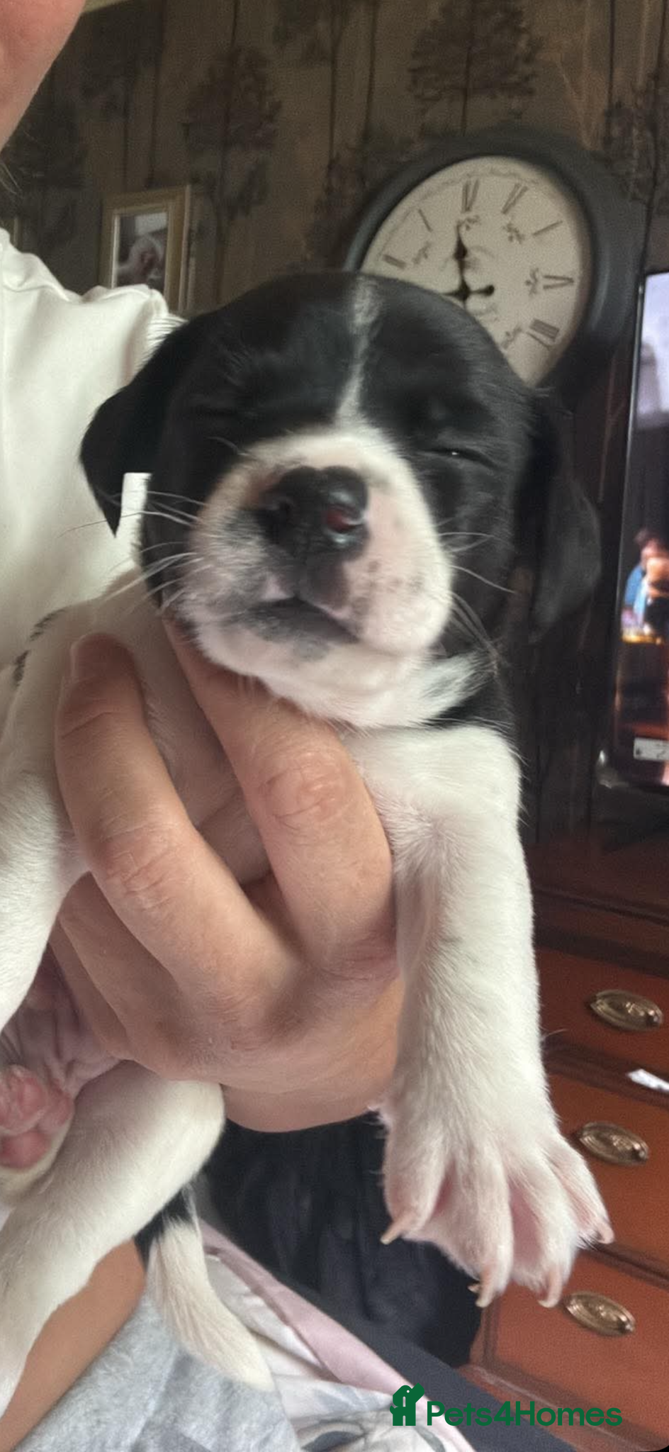 Jack Russell dogs for sale: Jack russel puppies for sale  in Washington - Advert 7