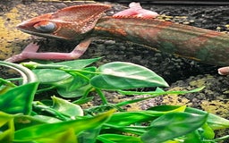 Chameleon reptiles for sale: Pied Veiled Chameleon - Image 7