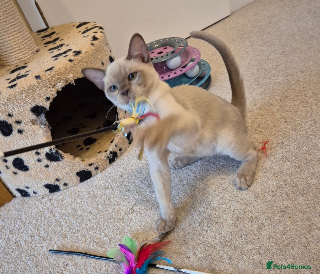 Burmese cats for sale: Beautiful Pedigree Burmese Kittens - Image 13