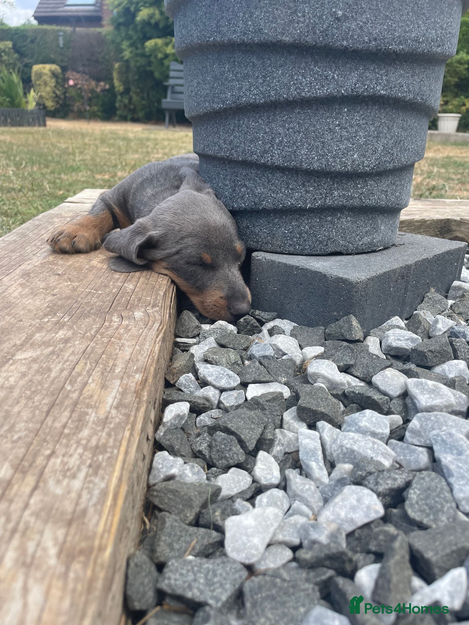 Dachshund dogs Miniature Dachshund Puppies - Stunning Litter - Advert 2