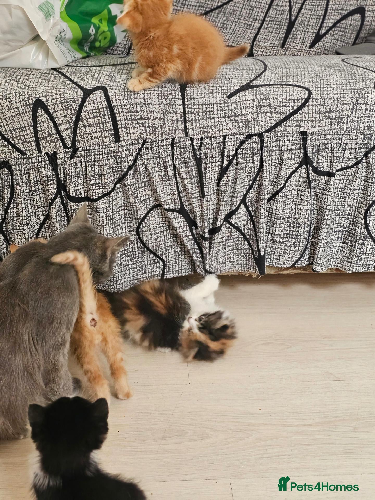 British Shorthair cats British longhair - Advert 1