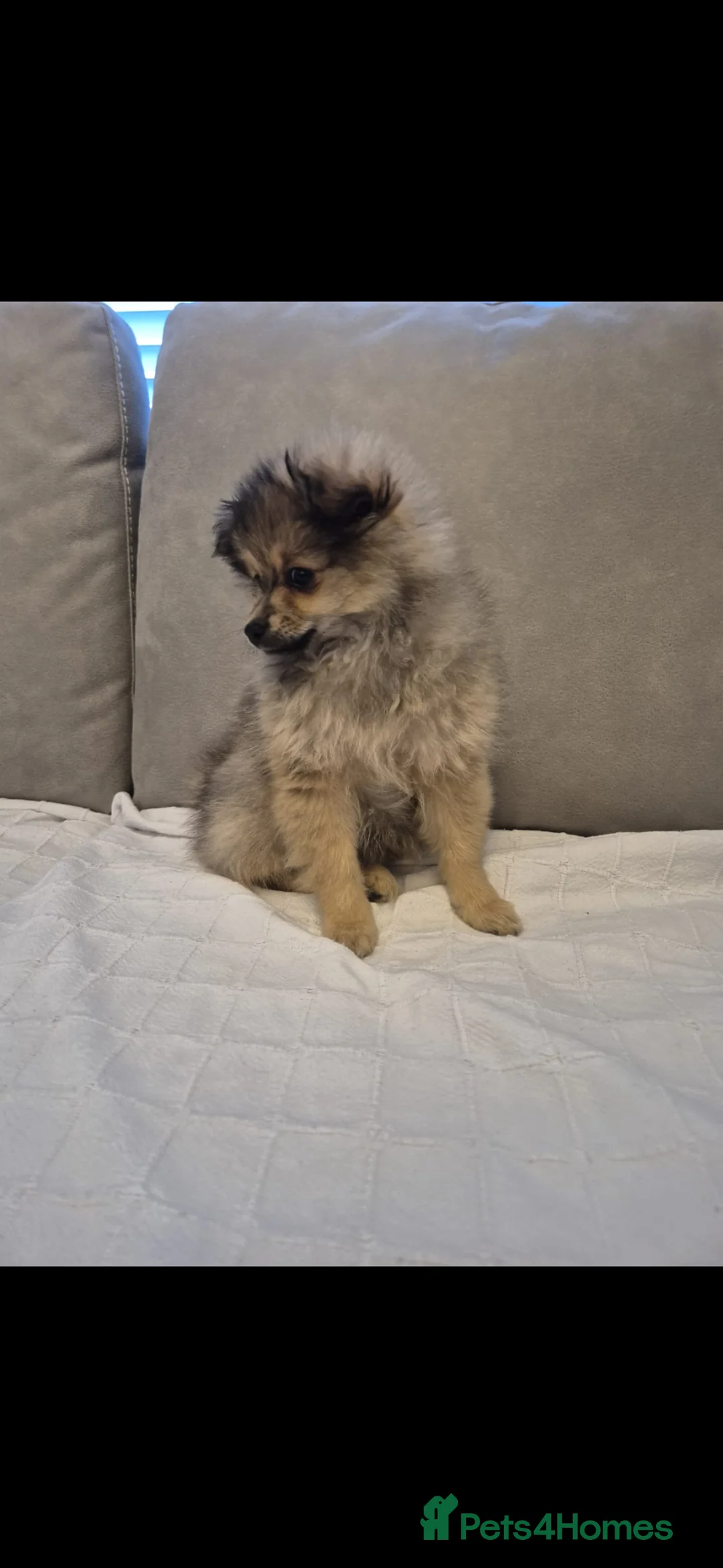 Pomeranian dogs for sale:  The Last Boy  Beautiful Pomeranian Ready Now - Advert 2