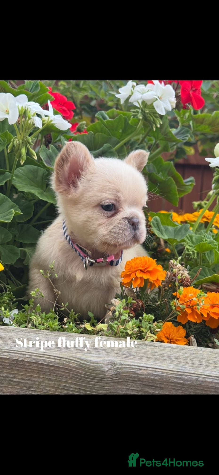 French Bulldog dogs Beautiful fluffy/ fluffy carrier Frenchie pups  - Advert 10