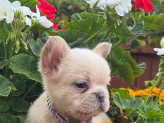 French Bulldog dogs Beautiful fluffy/ fluffy carrier Frenchie pups - Advert 18