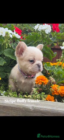 French Bulldog dogs - Advert 1