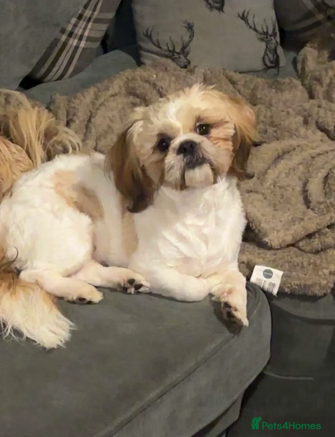 Shih Tzu dogs for stud: Our beautiful boy Arlo available for stud in Tipton - Advert 6