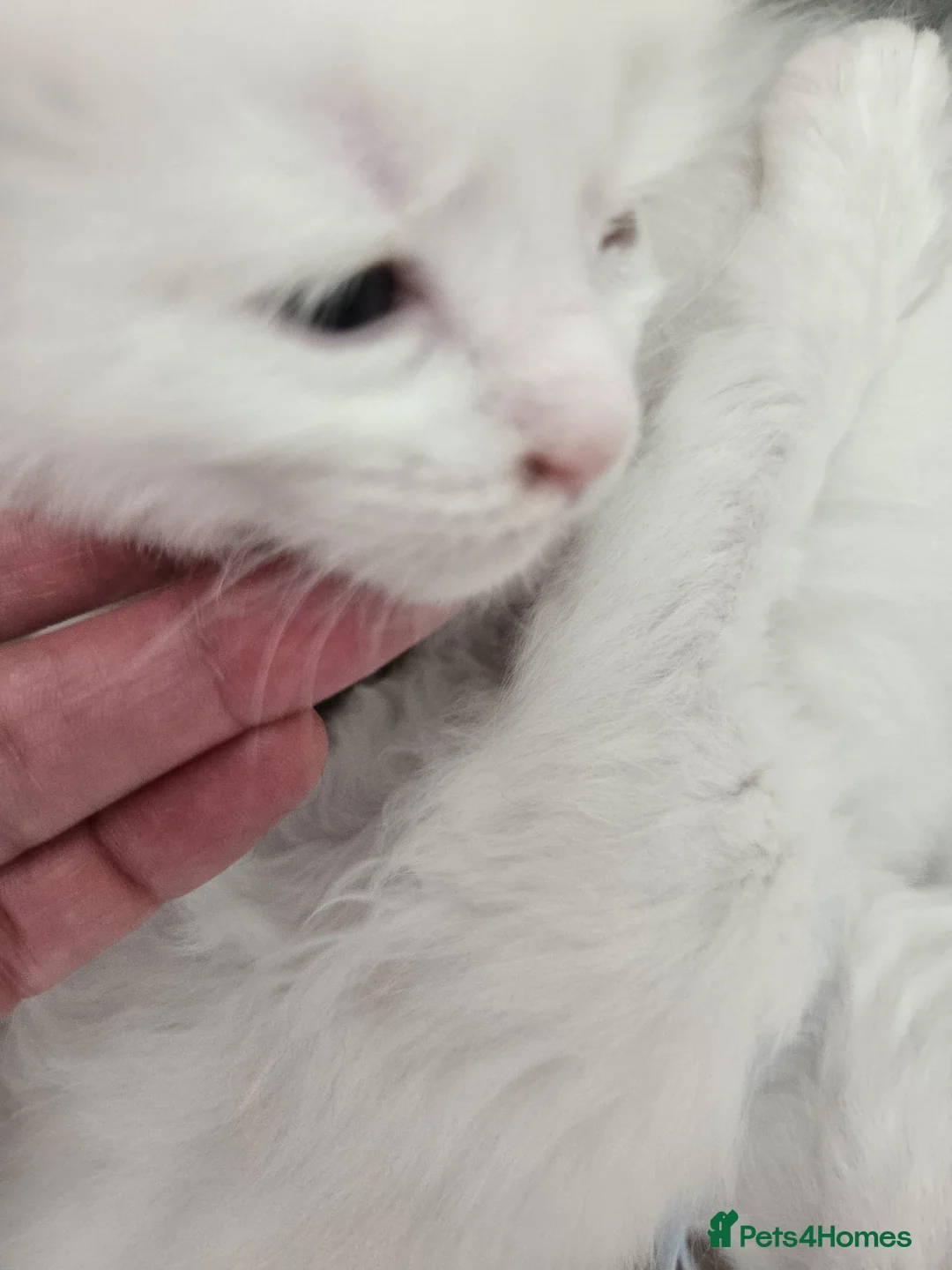 Maine Coon cats for sale: Maine coon Polydactyl  - Advert 40