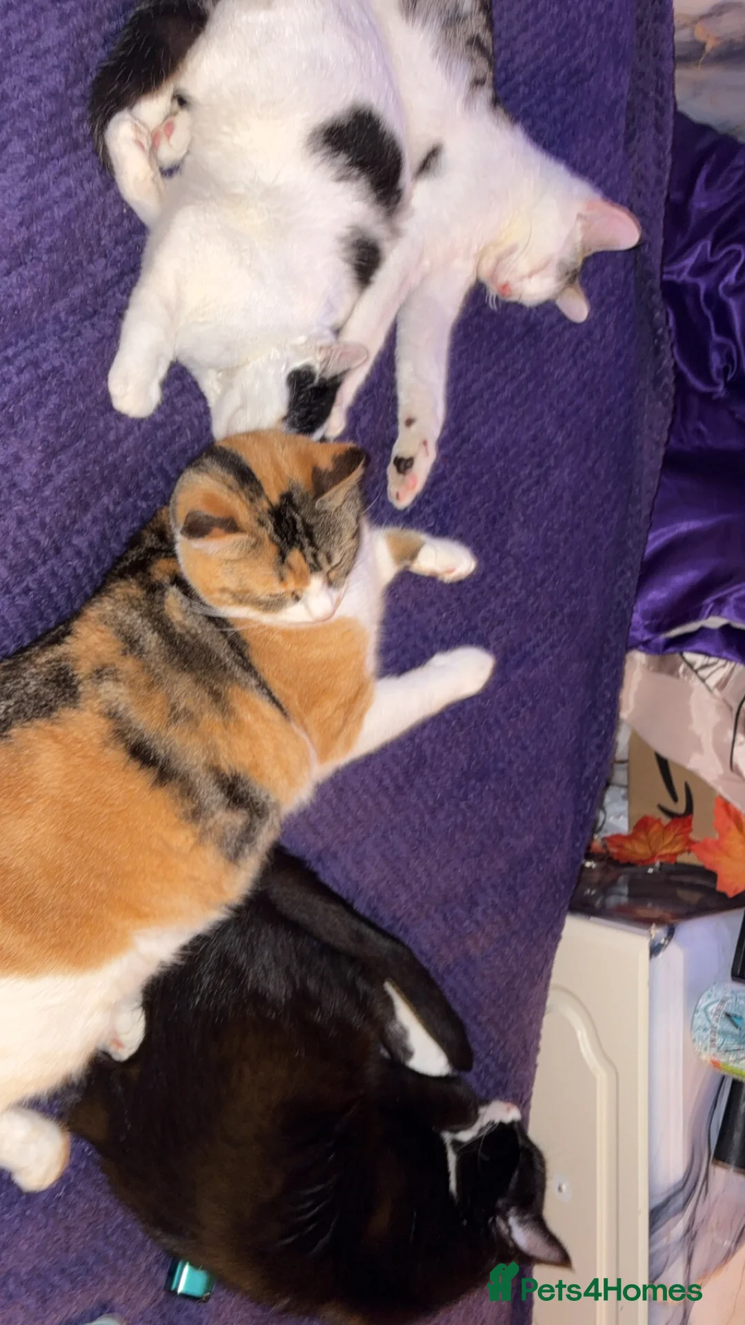 Domestic Shorthair cats for sale: Rescue cats- 60 in total, kittens/ adults🧡🙏 - Advert 3