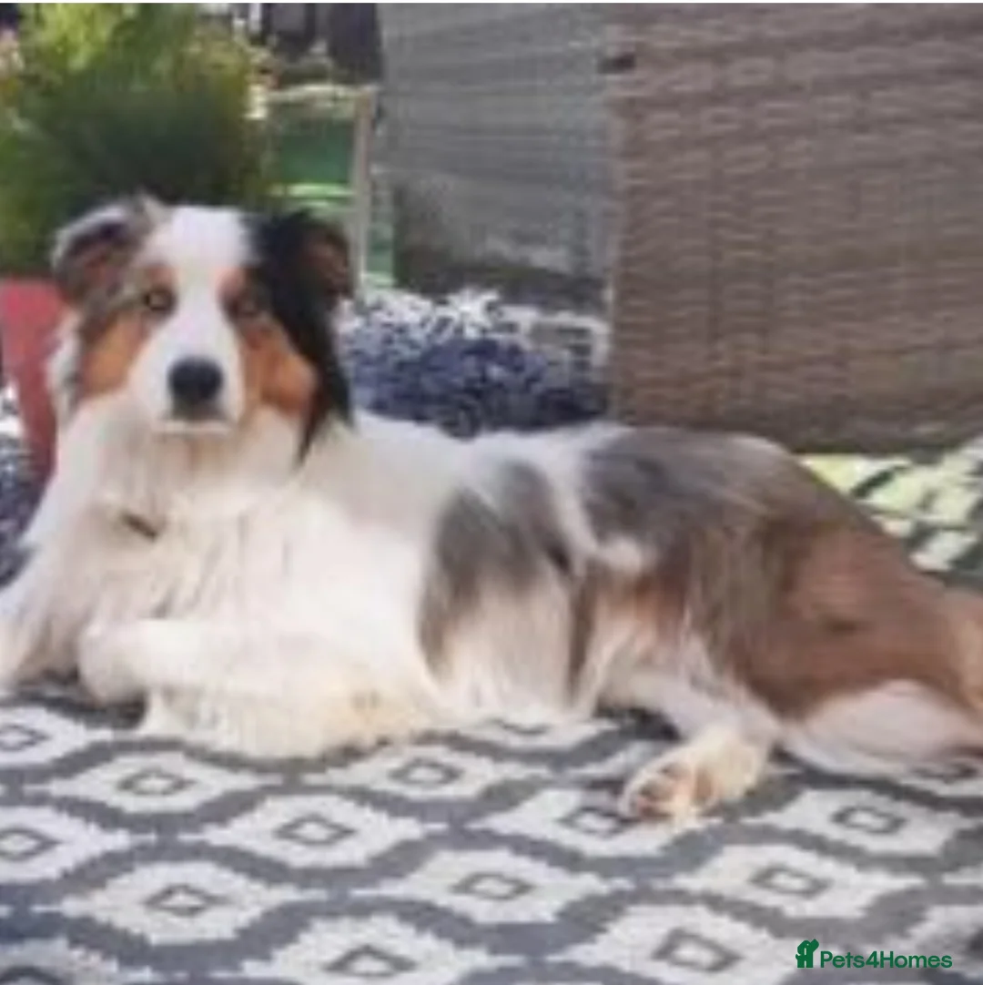 Border Collie dogs for stud: Hugo Dog For Stud - Advert 2