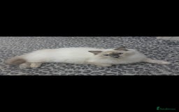 Ragdoll cats for sale: Gorgeous Ragdoll Kittens  - Image 5