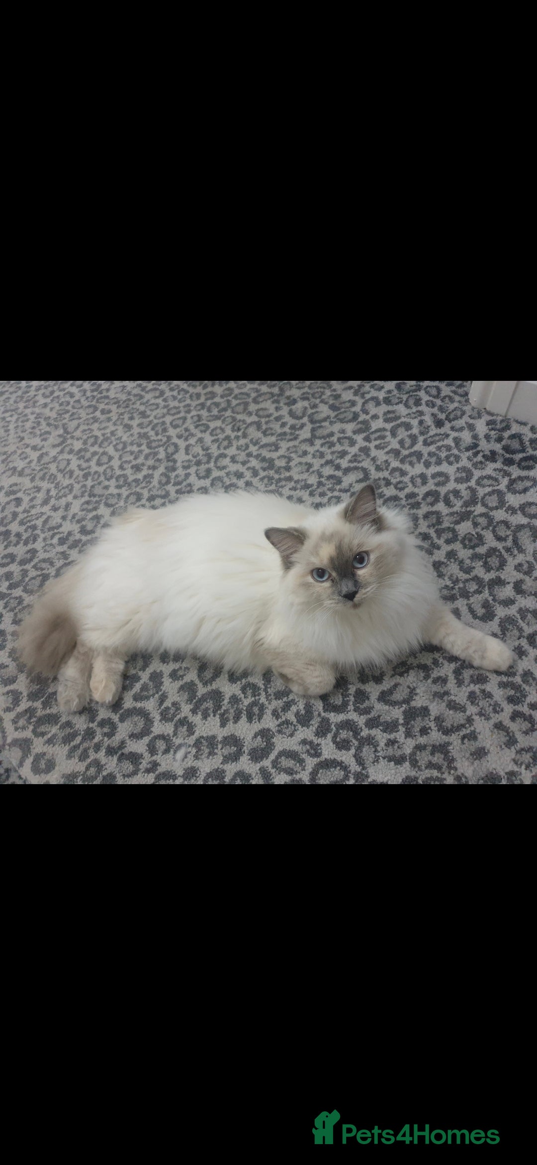 Ragdoll cats for sale: Gorgeous Ragdoll Kittens  - Image 5