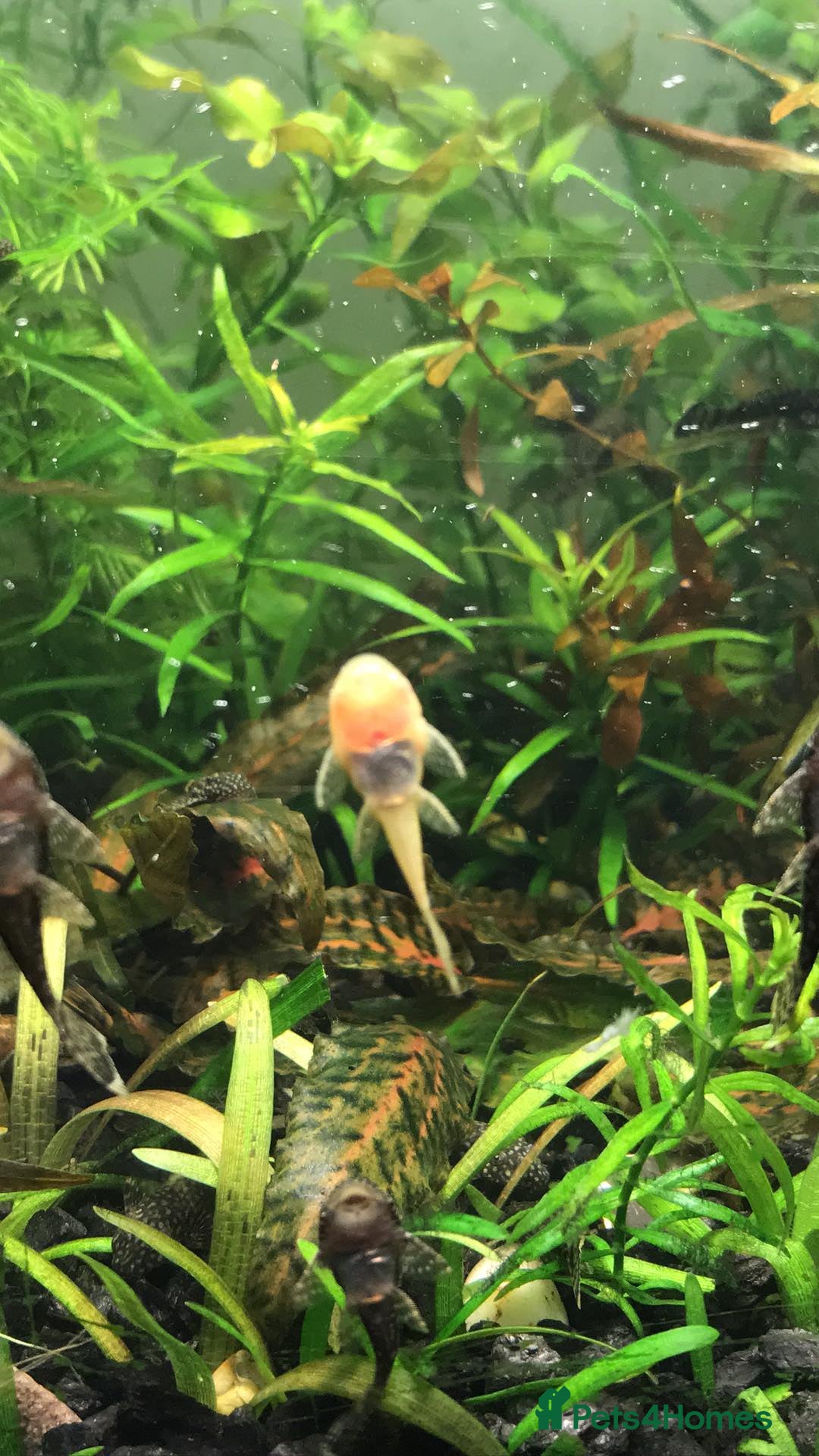 Plecos fish for sale: L144 Blue Eyed Bristlenose Pleco size 3 cm - Image 4