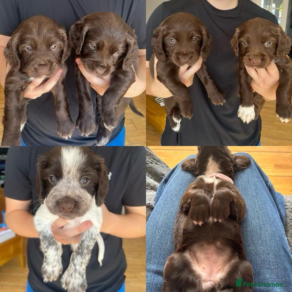 Sprocker dogs Gorgeous Sprocker Puppies - Advert 2