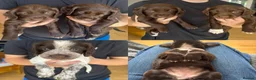 Sprocker dogs for sale: Gorgeous Sprocker Puppies - Advert 2