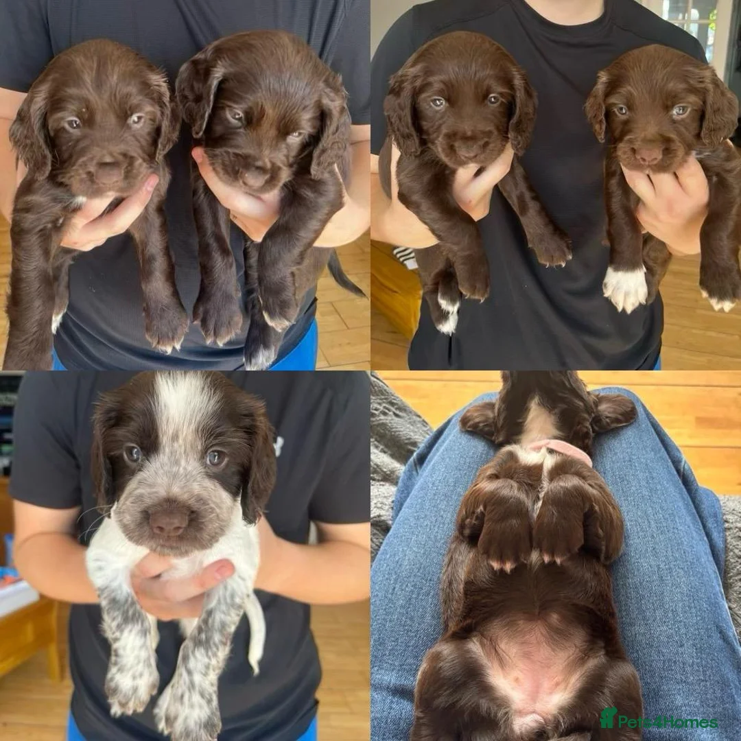 Sprocker dogs for sale: Gorgeous Sprocker Puppies - Advert 2