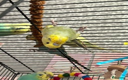 Budgerigars birds for sale: Flock of 5 Budgies (3 Handtamed) - Image 3