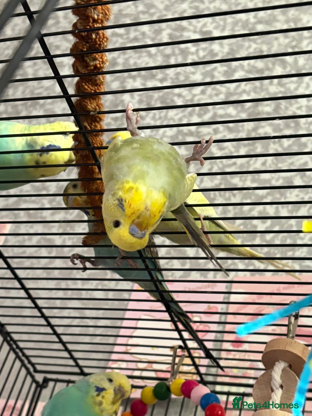 Budgerigars birds for sale: Flock of 5 Budgies (3 Handtamed) - Image 3