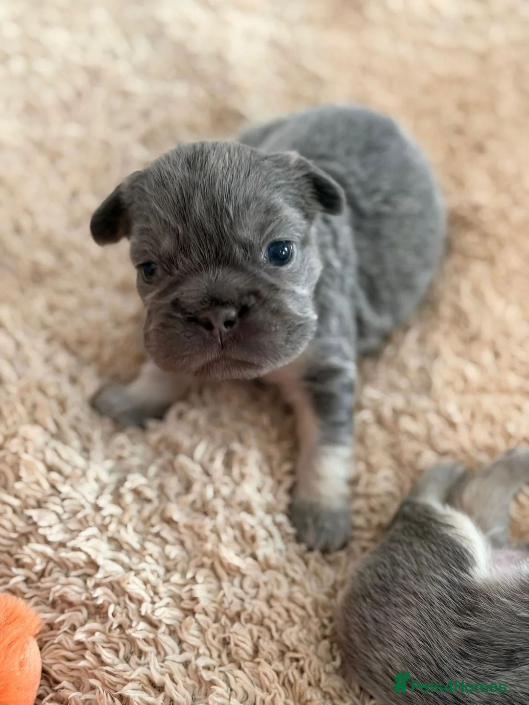 French Bulldog dogs for sale: French Bulldog  **  fluffy  in Bognor Regis - Advert 7