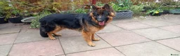 German Shepherd dogs for sale: Kc German Shepard long haired  - Advert 8