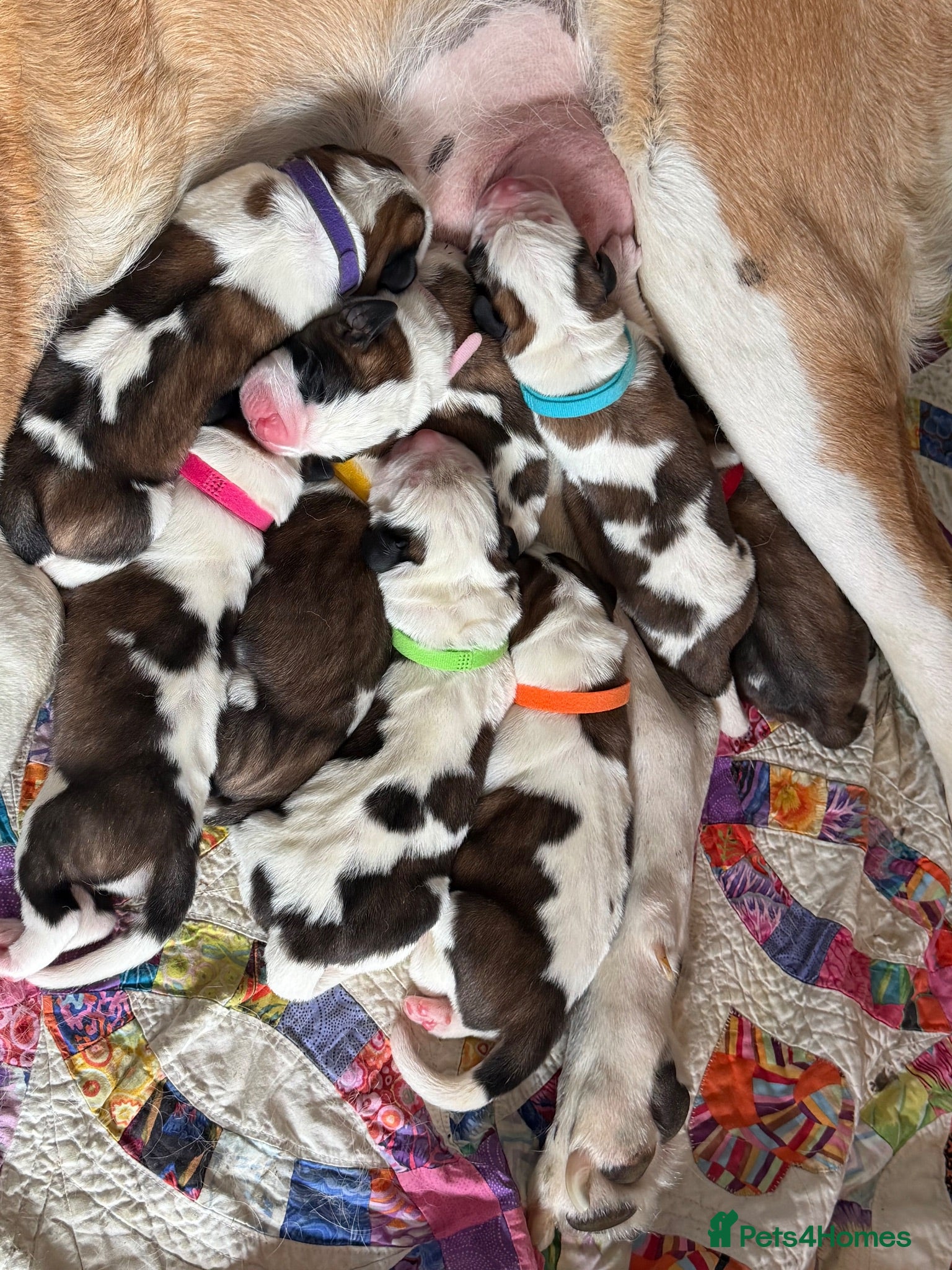Saint Bernard dogs Exceptional St Bernard Puppies - Advert 17