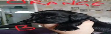 Cocker Jack (orange)