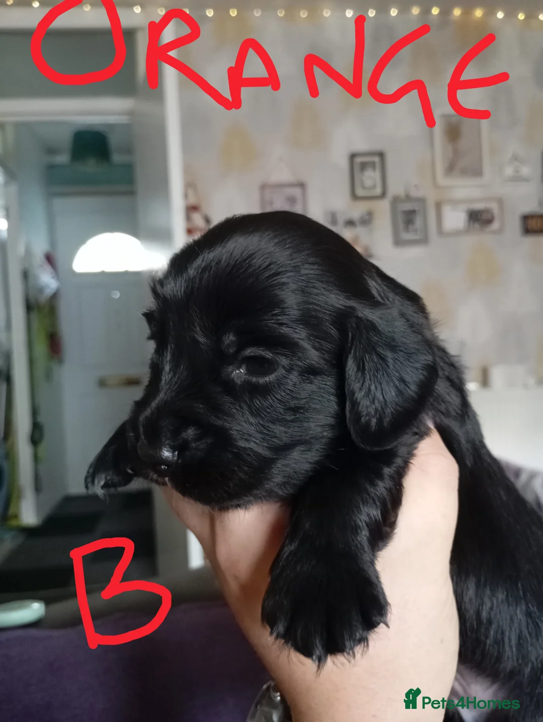 Mixed Breed dogs for sale: Cocker spaniel Jack Russell cross - Advert 2