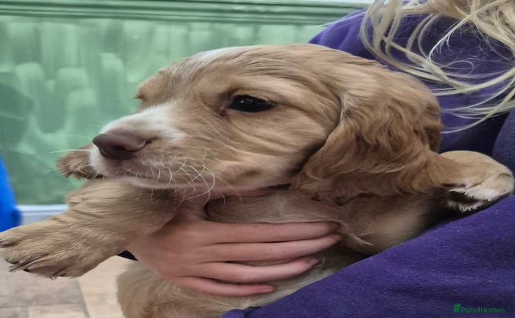 Cocker Spaniel dogs - Advert 3