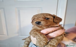 Cockapoo dogs for sale: Toy f1b - Image 7