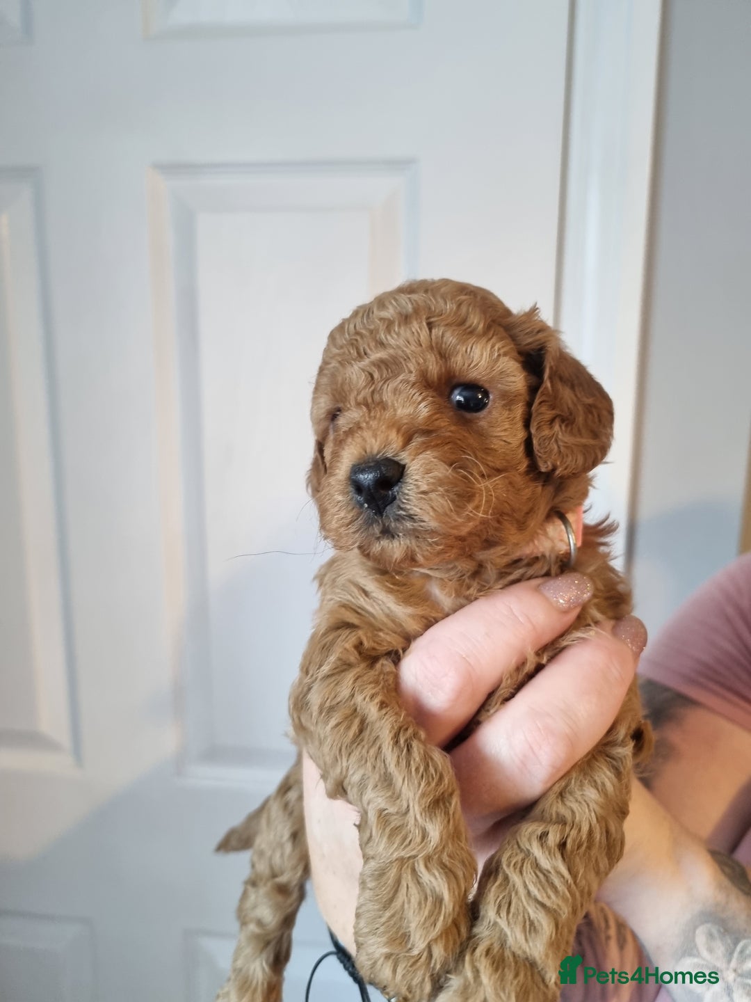 Cockapoo dogs for sale: Toy f1b - Image 7