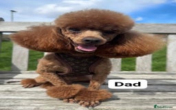 Toy Poodle dogs for sale: Lady red Kc toy poodle female  - Image 7