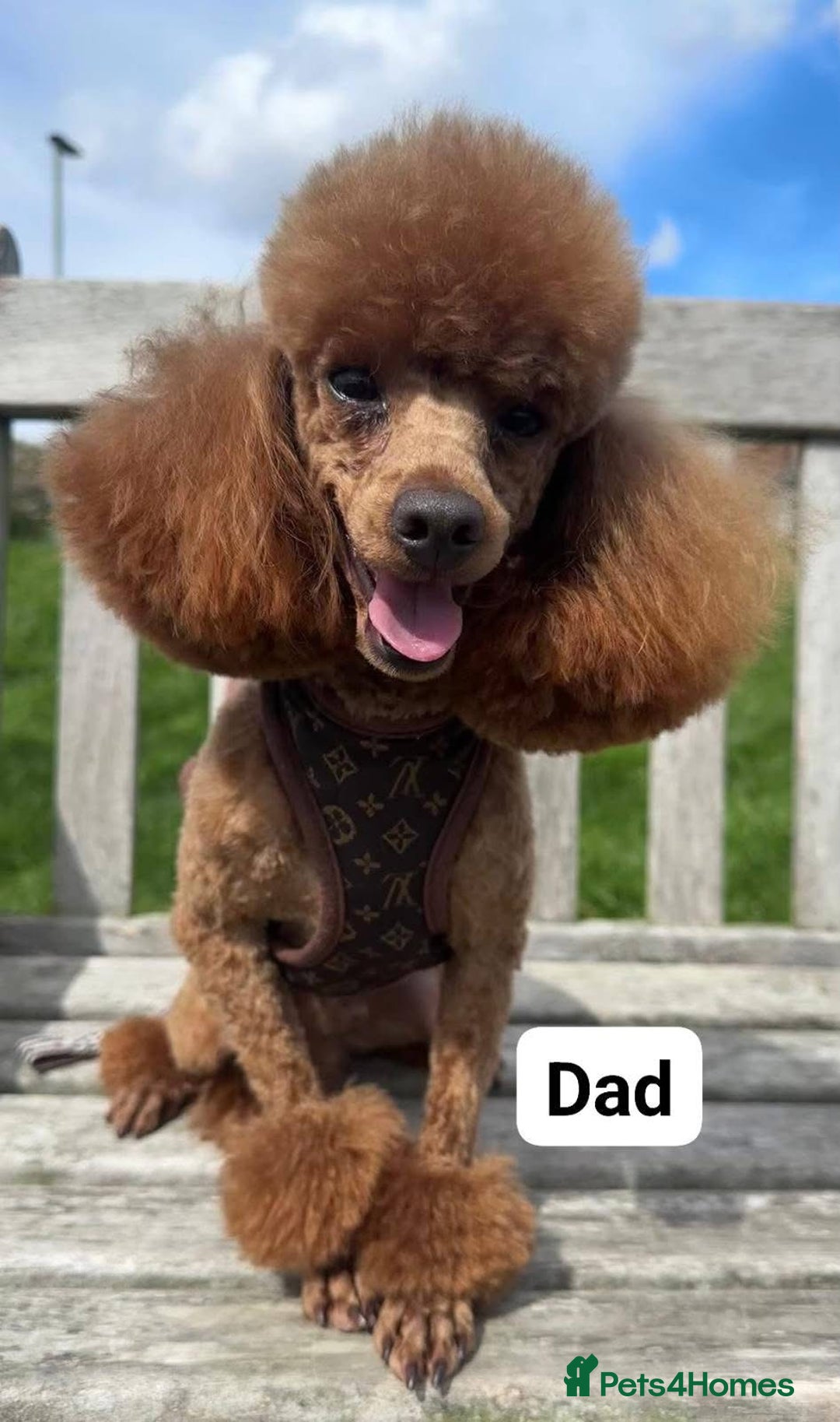 Toy Poodle dogs for sale: Lady red Kc toy poodle female  - Image 7