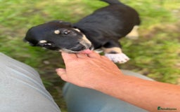 Mixed Breed dogs for adoption: OBI - a Lovely little puppy boy for a Loving Home - Image 11