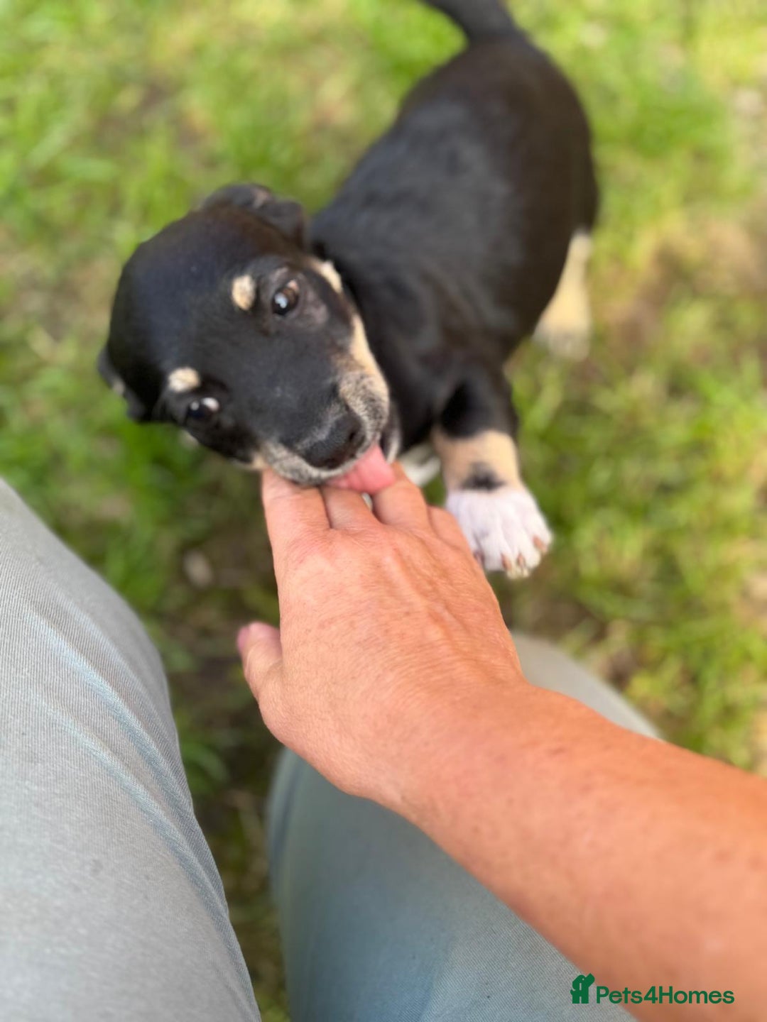 Mixed Breed dogs for adoption: OBI - a Lovely little puppy boy for a Loving Home - Image 11