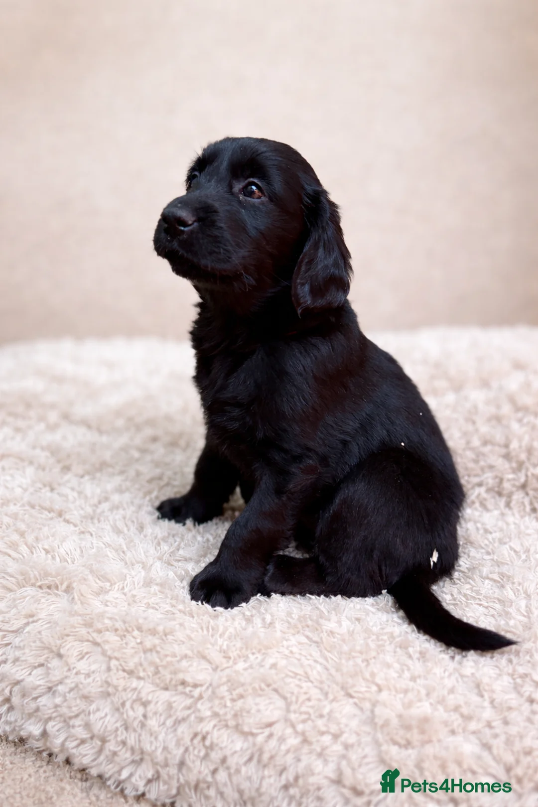 Flat coated Retriever dogs for sale: KC Flat Coated Retriever puppies  - Advert 5