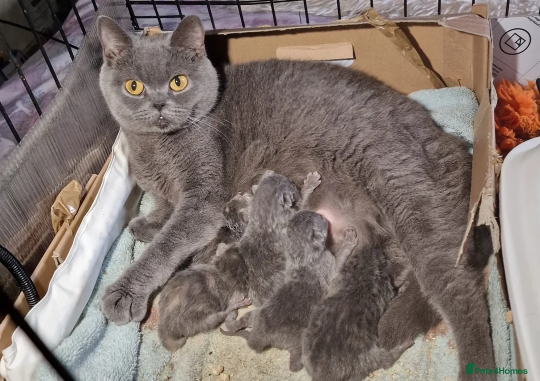 British Shorthair cats for sale: Stunning Pure Blue British Shorthair Queens - Advert 2