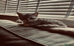 Brazilian Shorthair cats for sale: Silver tipped BSH *one girl left* - Image 11