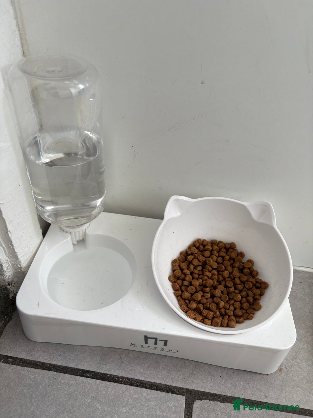 British Shorthair cats for sale: Pale grey female kitten  - Advert 12