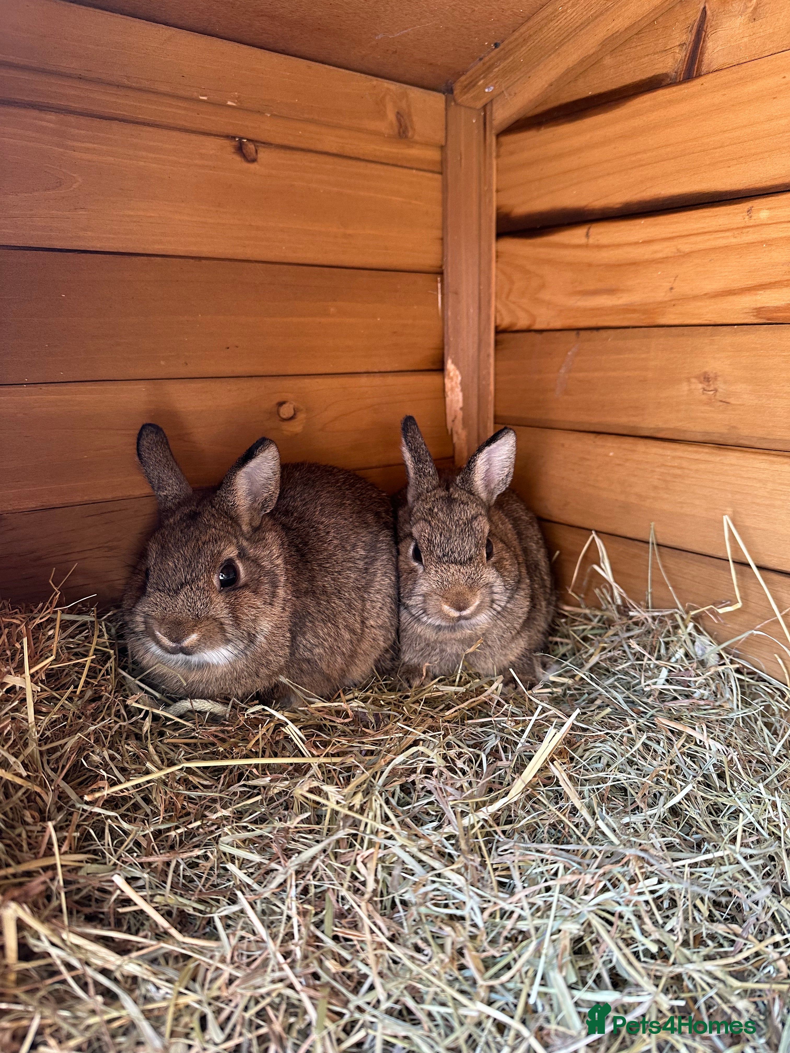 Netherland Dwarf rabbits Pair of Netherland Dwarf Black Otter Mix Rabbits - Advert 1