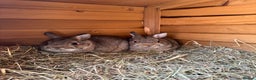 Netherland Dwarf rabbits for sale: Pair of Netherland Dwarf Black Otter Mix Rabbits - Advert 1