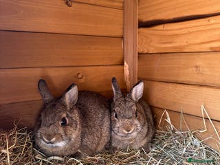 Netherland Dwarf rabbits Pair of Netherland Dwarf Black Otter Mix Rabbits - Advert 1